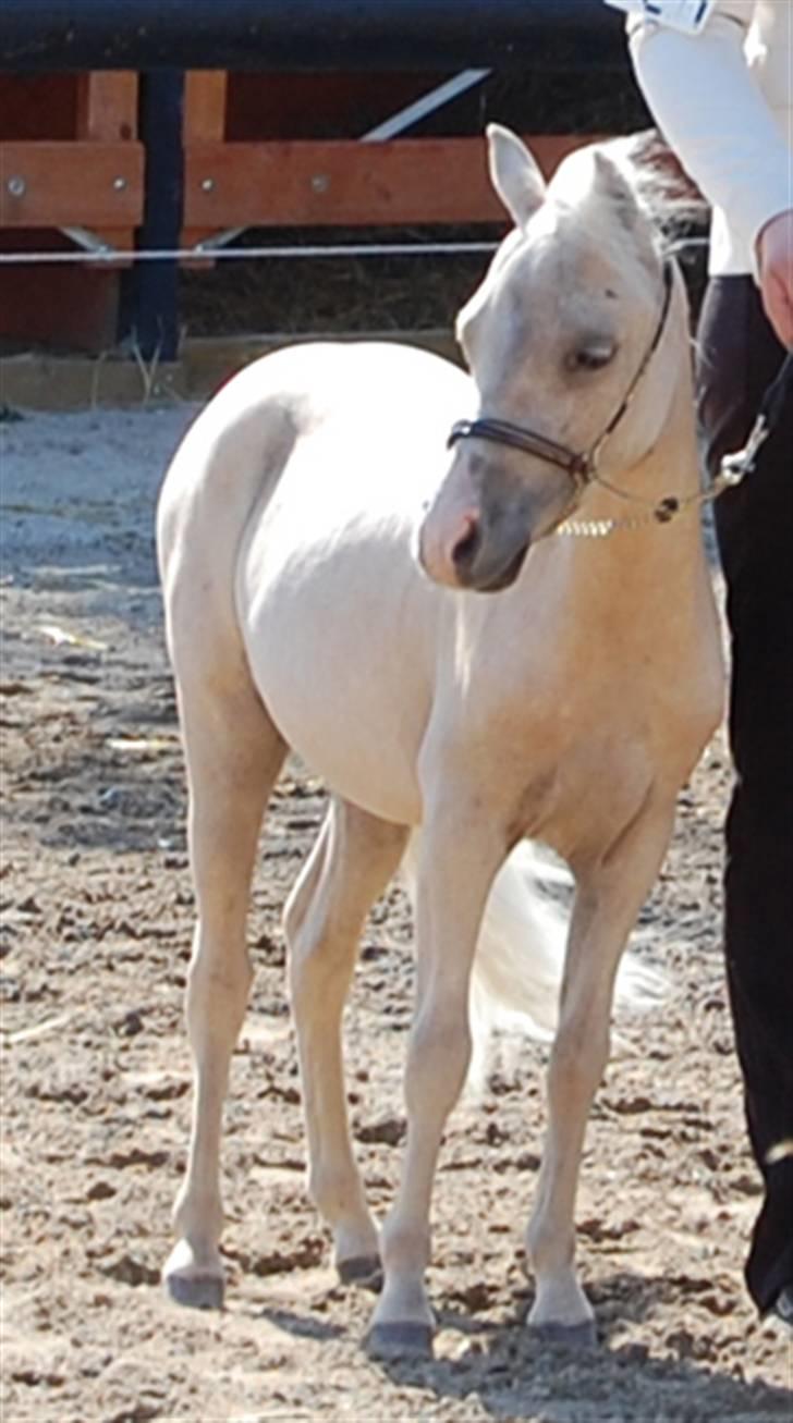 Dansk Miniature Legatgårdens Double Dare - Juli 2008 billede 8