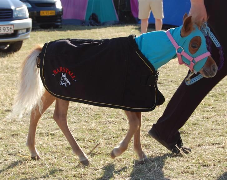 Dansk Miniature Egehøjs Red Hot Double Sh - Shot ankommer til Føl og Plag skue i DMHF 2008 billede 13