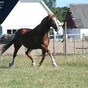 Anden særlig race Shadow