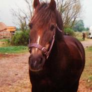 Anden særlig race Buller (beauty boy)