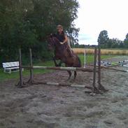 Dansk Varmblod Lundebakkens Saseline