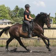 Dansk Varmblod Caezar