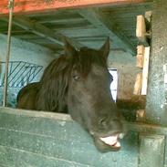 Frieser Thyra *gammel part*