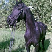 Frieser Thyra *gammel part*