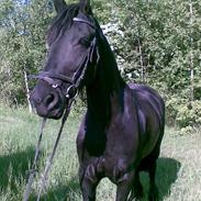 Frieser Thyra *gammel part*