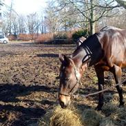 Anden særlig race hedevang's freja (solgt)