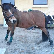 Anden særlig race Beauty