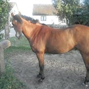 Welsh Pony af Cob-type (sec C) Napo Jack