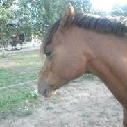 Welsh Pony af Cob-type (sec C) Napo Jack