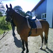 Dansk Varmblod Christies Rachel, R.I.P.