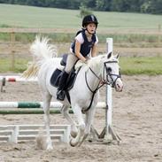 Welsh Cob (sec D) lana sds 35 R.I.P