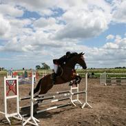 Dansk Varmblod Fairlys hibernia