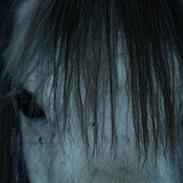 Welsh Pony af Cob-type (sec C) Atos *SOLGT*