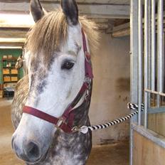 Anden særlig race Romeo