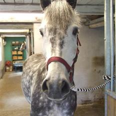 Anden særlig race Romeo