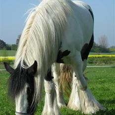 Irish Cob Irish Katinka (solgt)