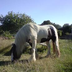 Irish Cob Irish Katinka (solgt)