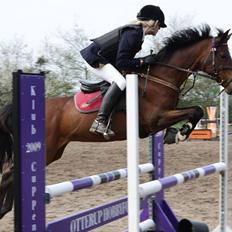 Arabisk fuldblod (OX) Riel'l