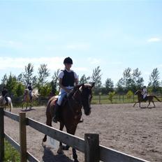 Arabisk fuldblod (OX) Riel'l