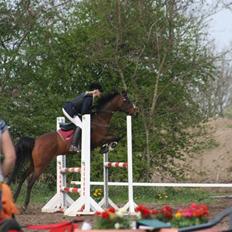 Arabisk fuldblod (OX) Riel'l