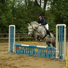 Anden særlig race Romeo