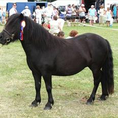 Shetlænder Søndergårds Malou
