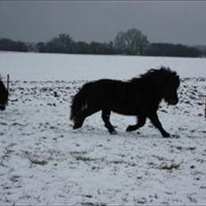 Shetlænder Søndergårds Malou