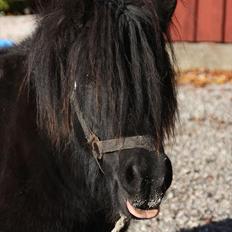 Shetlænder Søndergårds Malou