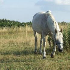 Anden særlig race Leight Garbo