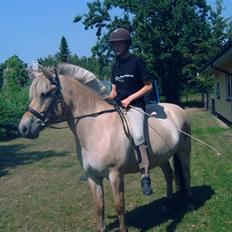 Fjordhest Bianka Kongehøj 