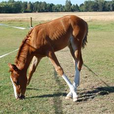 Anden særlig race Lykkebos Exotic Fire