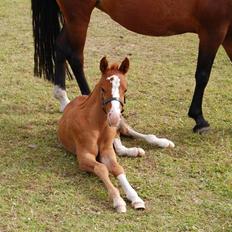 Anden særlig race Lykkebos Exotic Fire