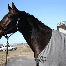 Anden særlig race Gardue (Gustav) R.I.P elsket og savnet!