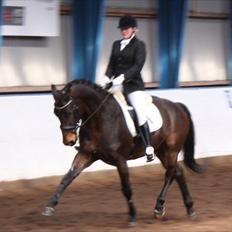 Anden særlig race Gardue (Gustav) R.I.P elsket og savnet!