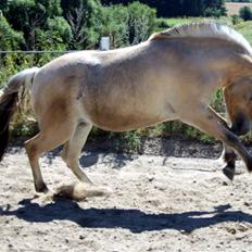 Fjordhest Ingegårds Emma