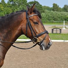 Tysk Sportspony Jazz (Solgt) 