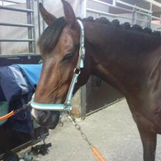 Tysk Sportspony Jazz (Solgt) 