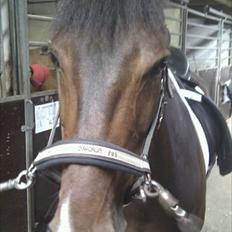 Tysk Sportspony Jazz (Solgt) 