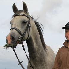 Arabisk fuldblod (OX) Bravo