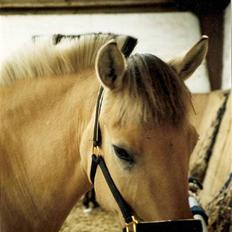 Fjordhest Rosa *RIP* 