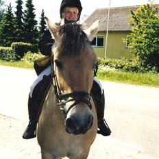 Fjordhest Rosa *RIP* 