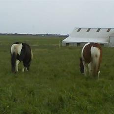 Anden særlig race kosmo R.I.P:(