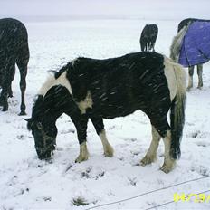 Anden særlig race kosmo R.I.P:(