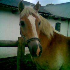 Haflinger Nimbus