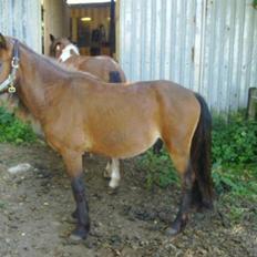 Anden særlig race lukas *solgt*