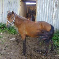 Anden særlig race lukas *solgt*