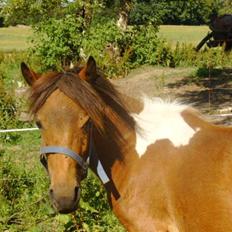 Anden særlig race june *solgt*
