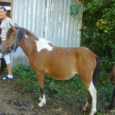 Anden særlig race june *solgt*