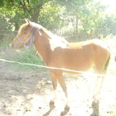 Anden særlig race june *solgt*