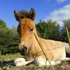 Islænder Myra || fra Dalsgaard